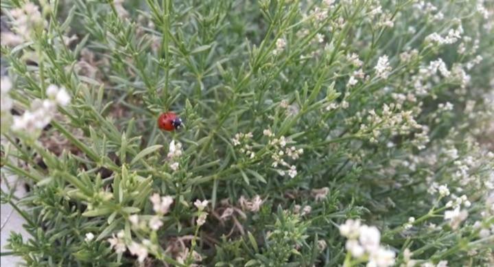 Motel Nemrut Dagi Isik Pansi̇On Karadut  Zewnętrze zdjęcie